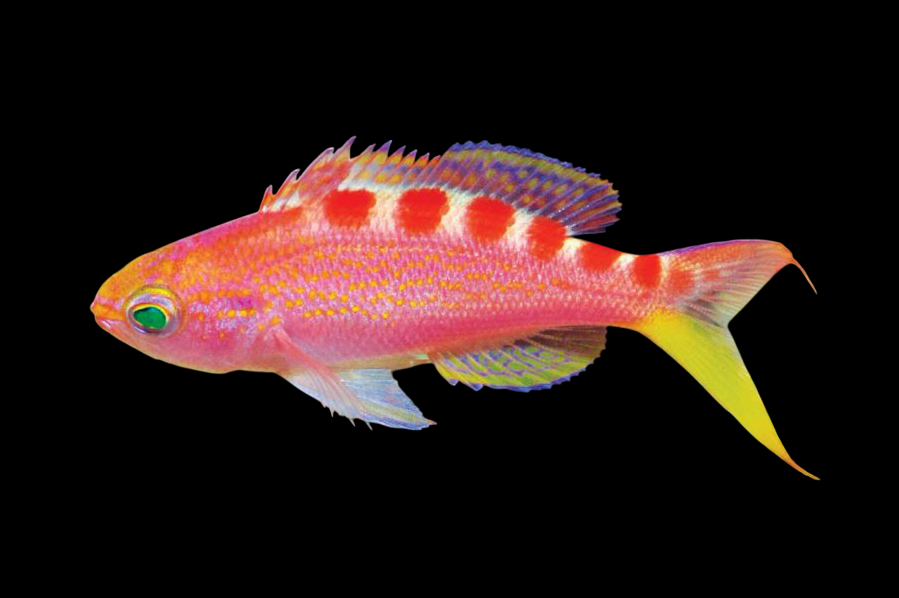 Red Saddled Anthias