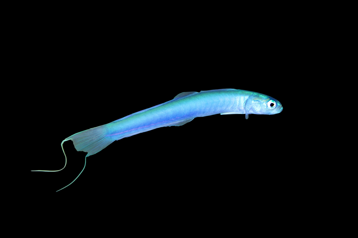 Blue Hana Dartfish