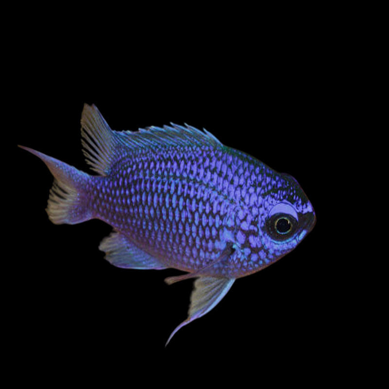 Purple Reef Chromis