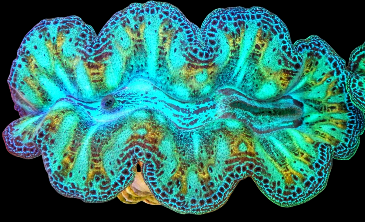 Ultra Crocea Clam