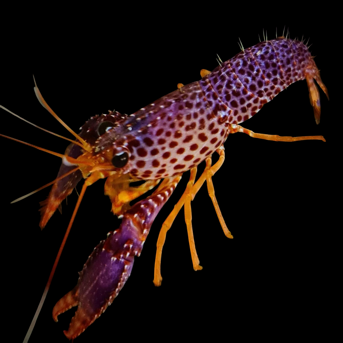 Debelius Reef Lobster