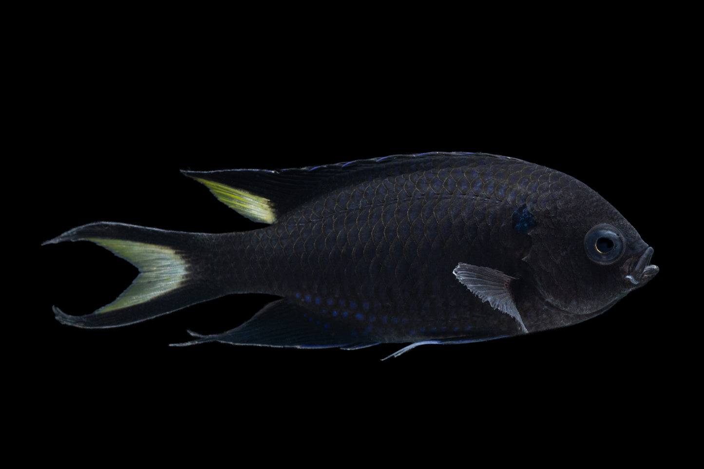 Regal Damselfish