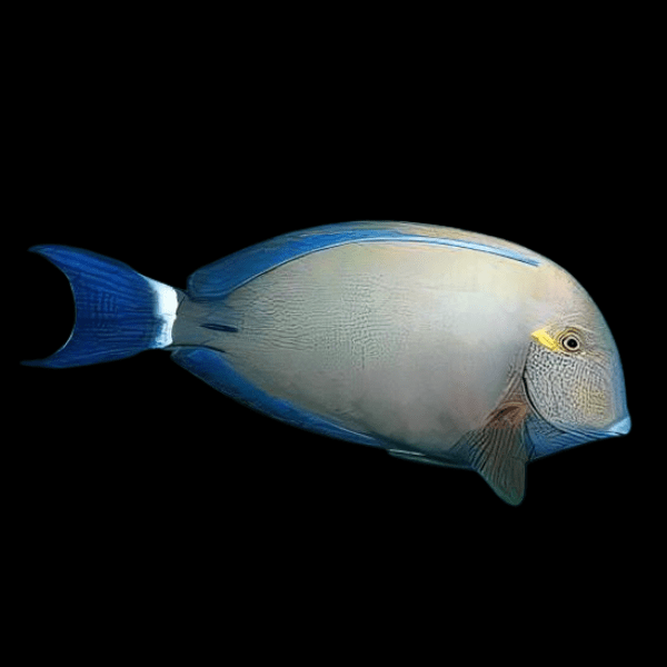 Ring Tail Tang