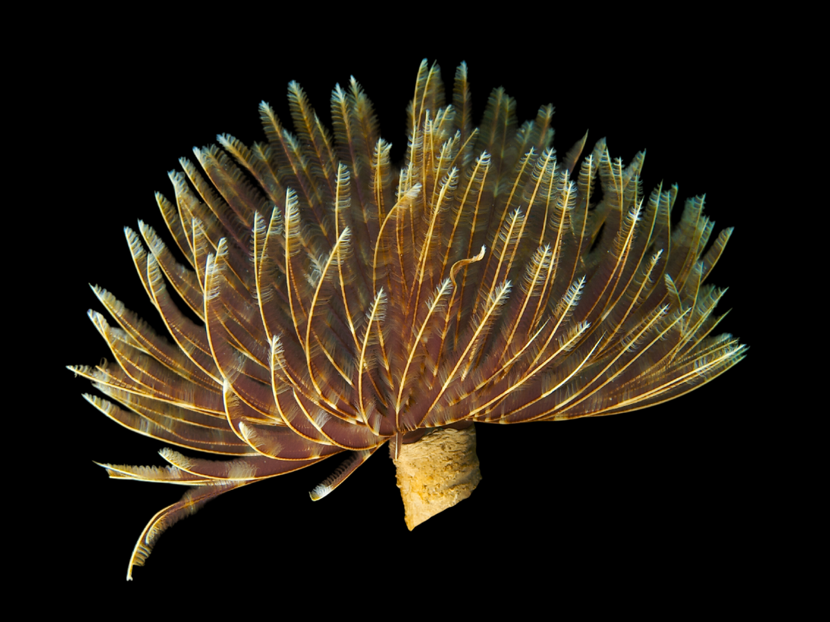 Magnificent Feather Duster