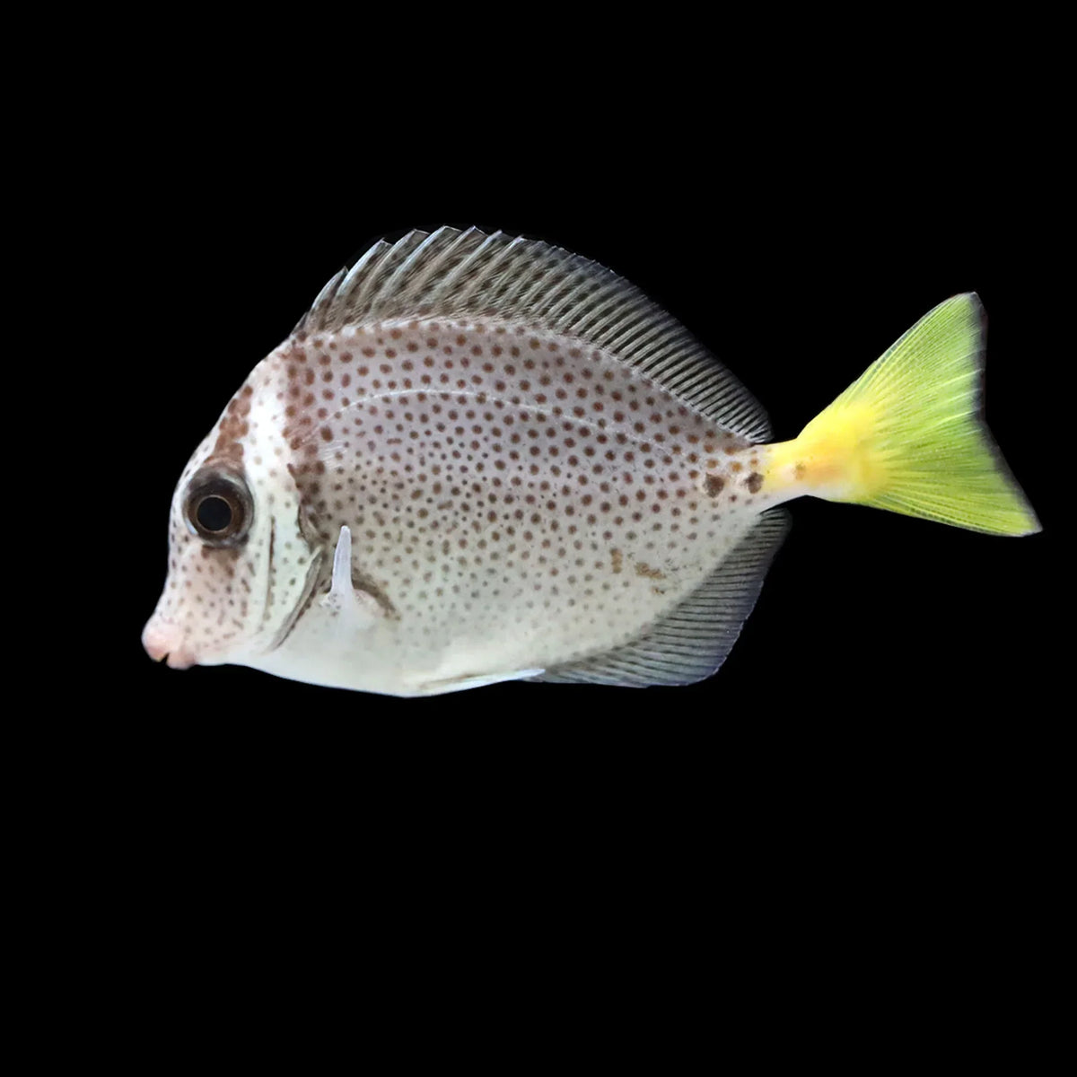 Razor Tang