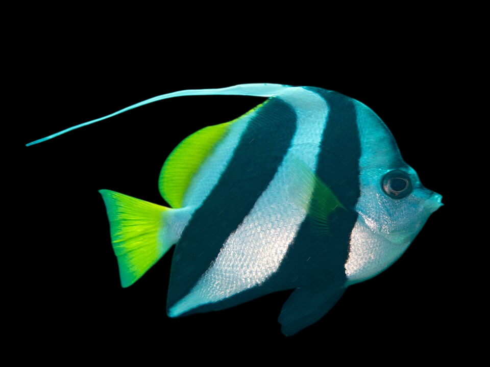 Schooling Bannerfish