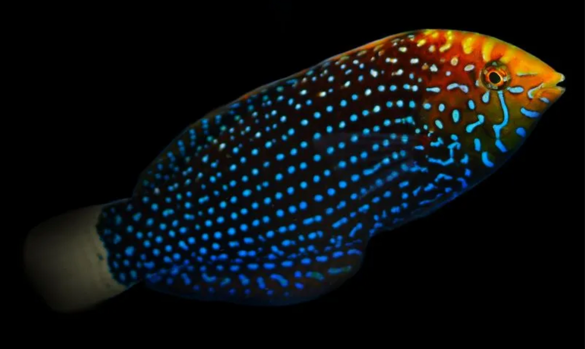 Blue Spotted Leopard Wrasse