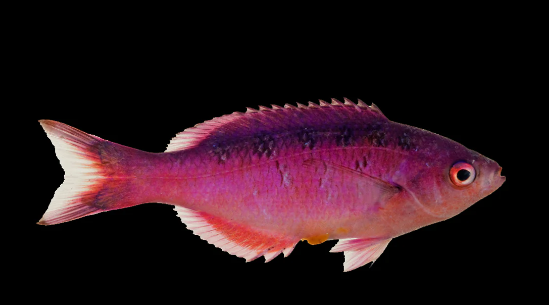 Creole Wrasse