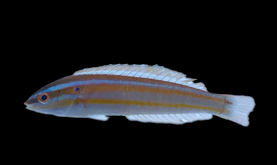 Rainbow Coris Wrasse
