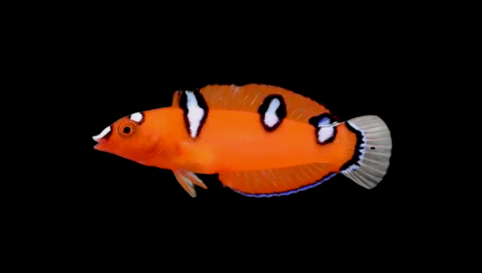 Juv Red Coris Wrasse