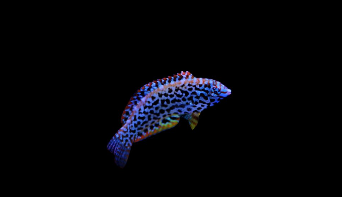 Leopard Wrasse - Common