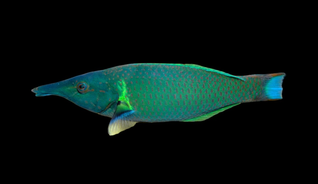 Green Bird Wrasse