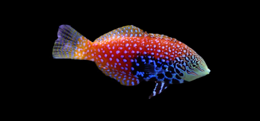 Blue-Star Leopard Wrasse