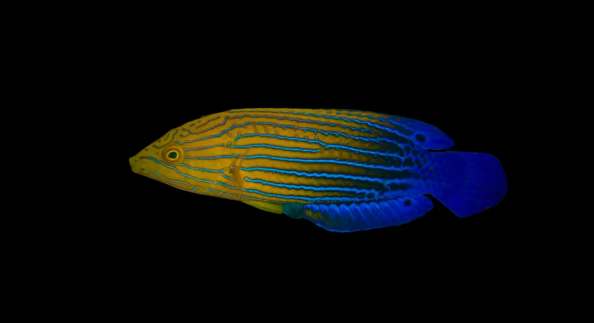 Candycane Femininus Wrasse
