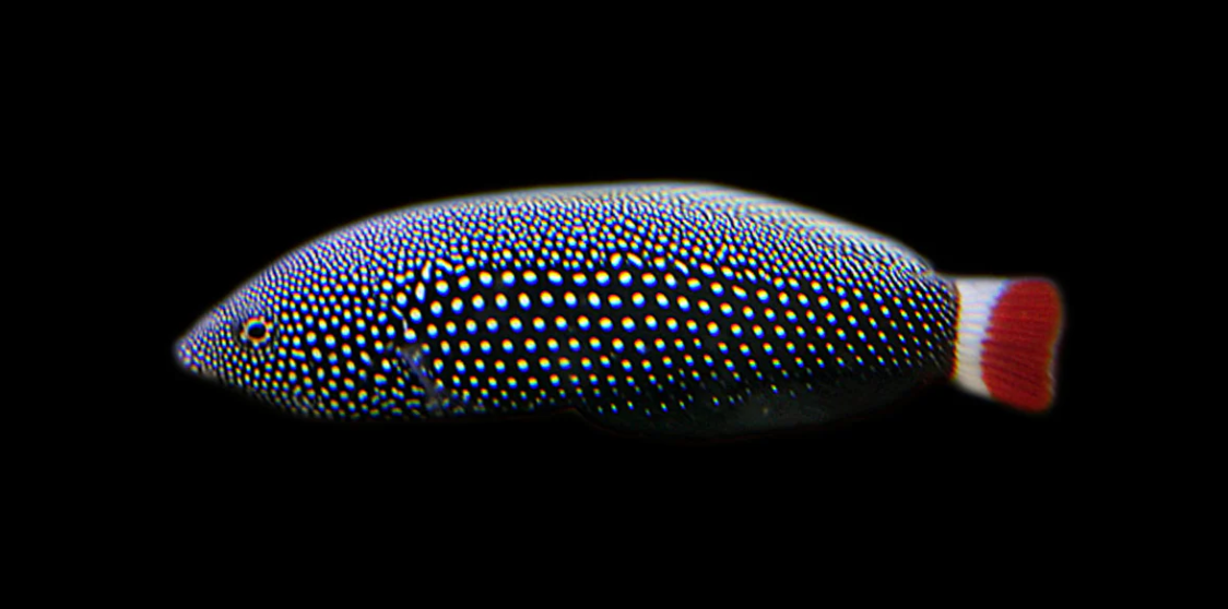 Red-Tail Tamarin Wrasse
