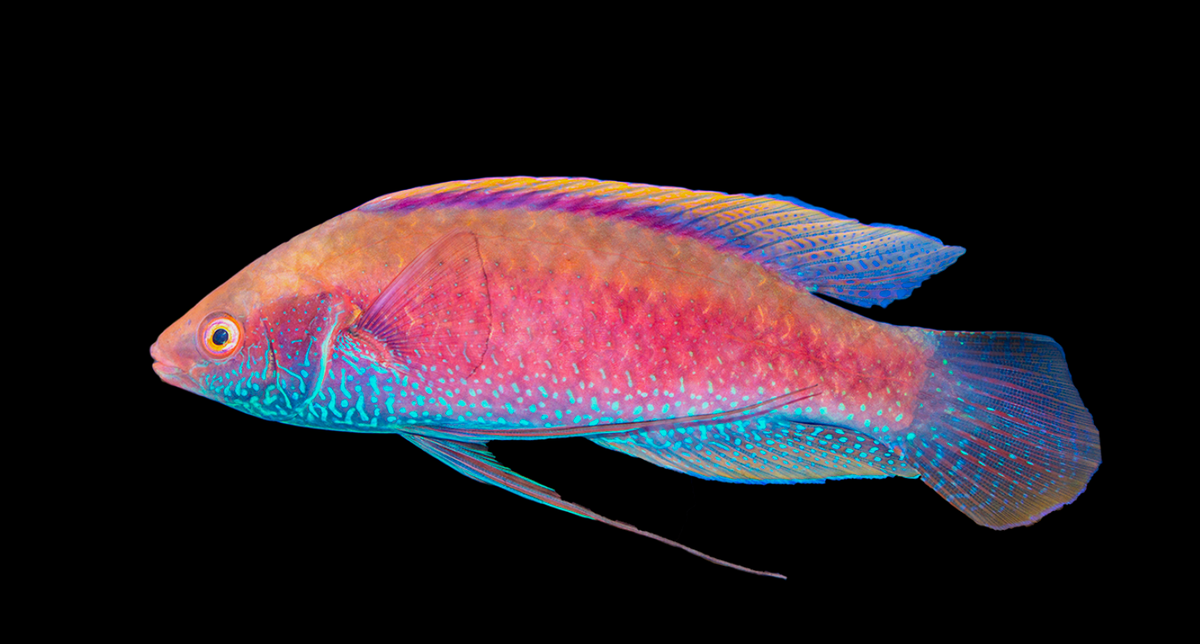Beau's Fairy Wrasse