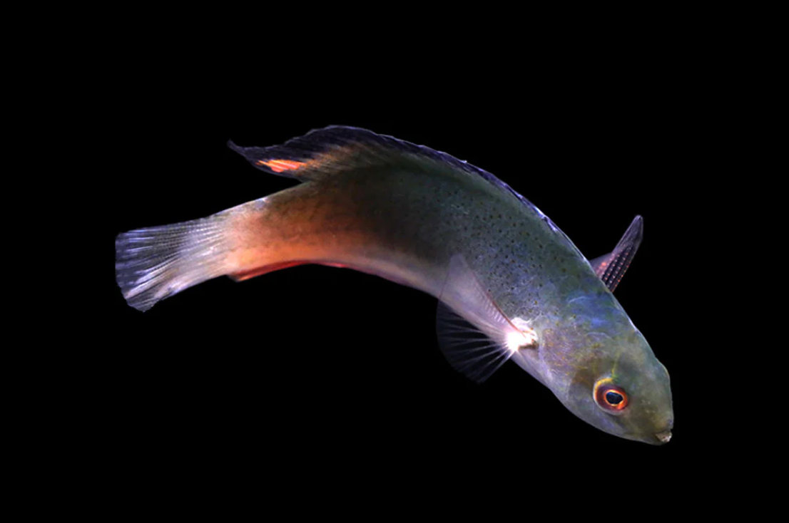 Blackfin Fairy Wrasse