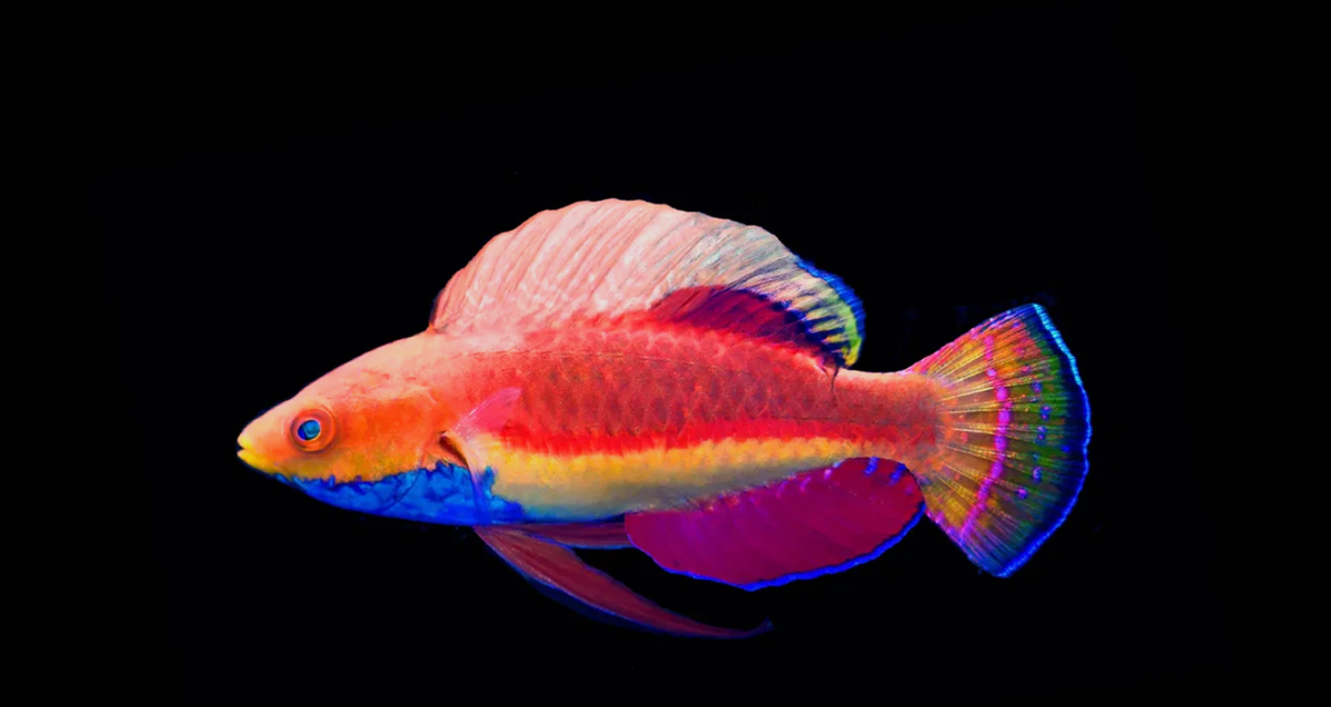 Blue Throat Fairy Wrasse