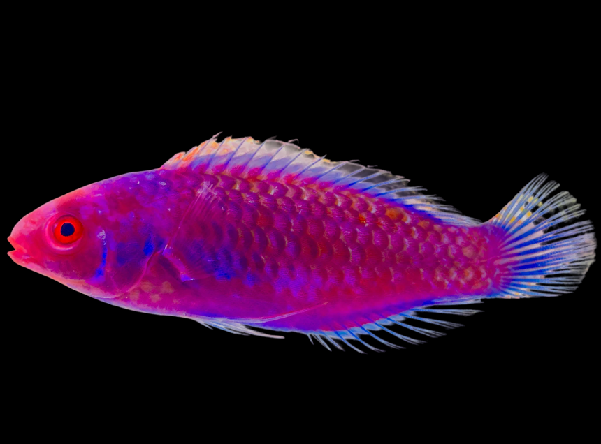 Blueside Fairy Wrasse