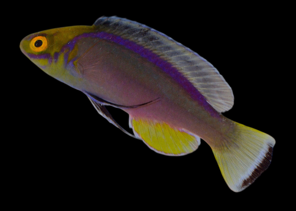 Claire's Fairy Wrasse