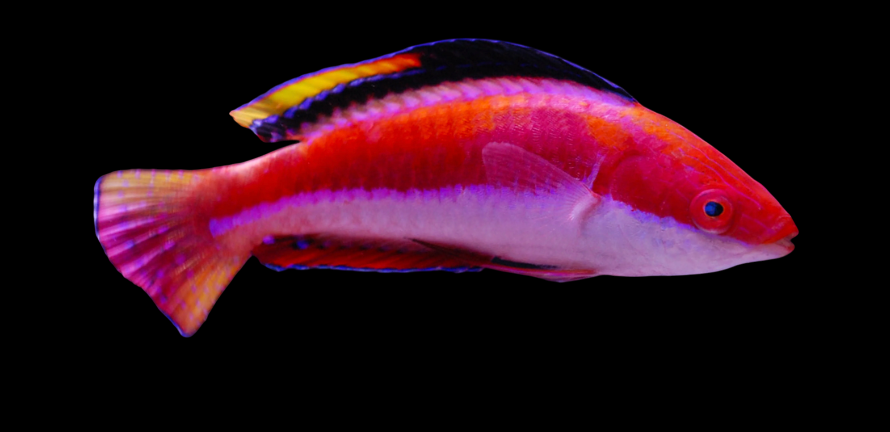 Conde's Fairy Wrasse