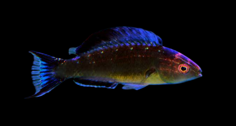Dusky Fairy Wrasse