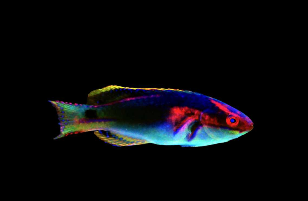 Exquisite Fairy Wrasse