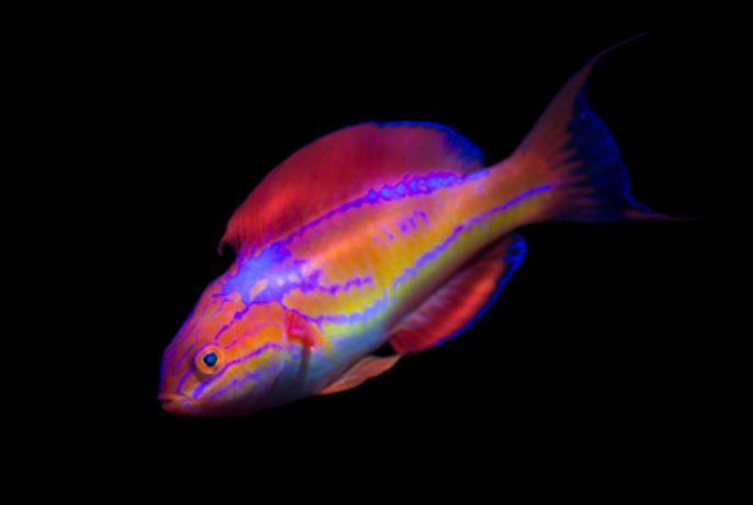 Johnson's Fairy Wrasse