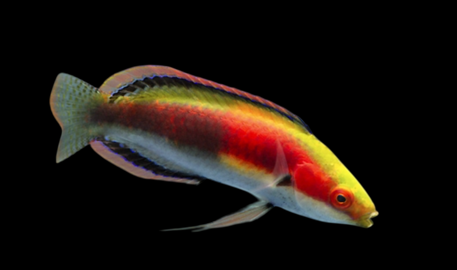 Katherine's Fairy Wrasse