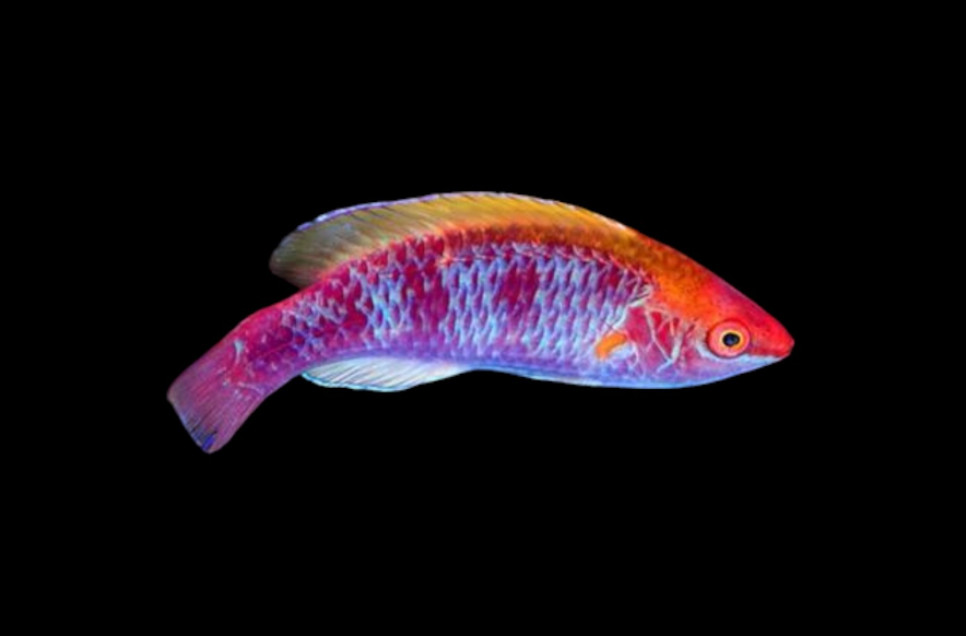 Lubbock's Fairy Wrasse