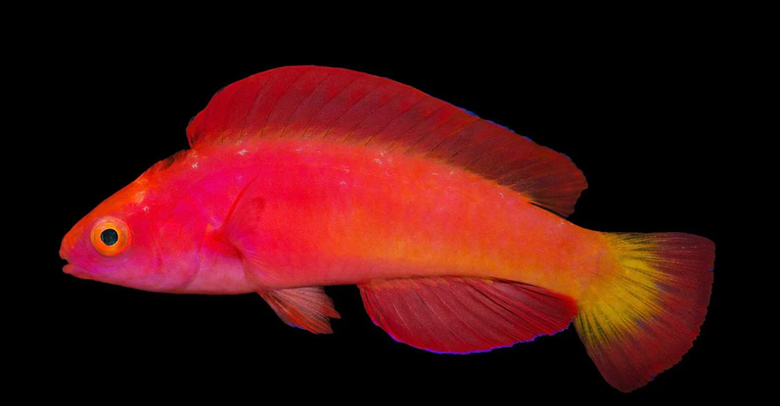 Magma Fairy Wrasse