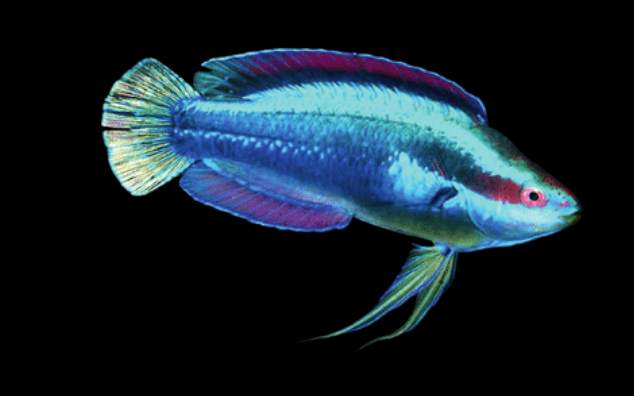 Temminckii Fairy Wrasse