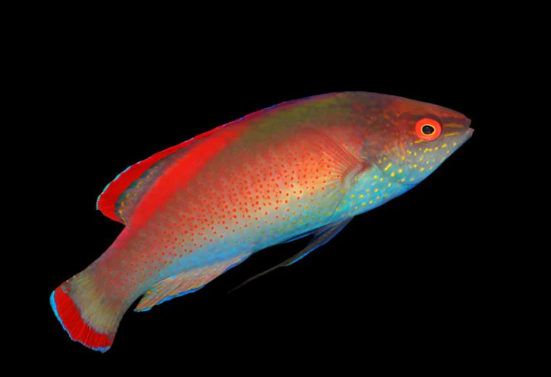 Pink Margin Fairy Wrasse