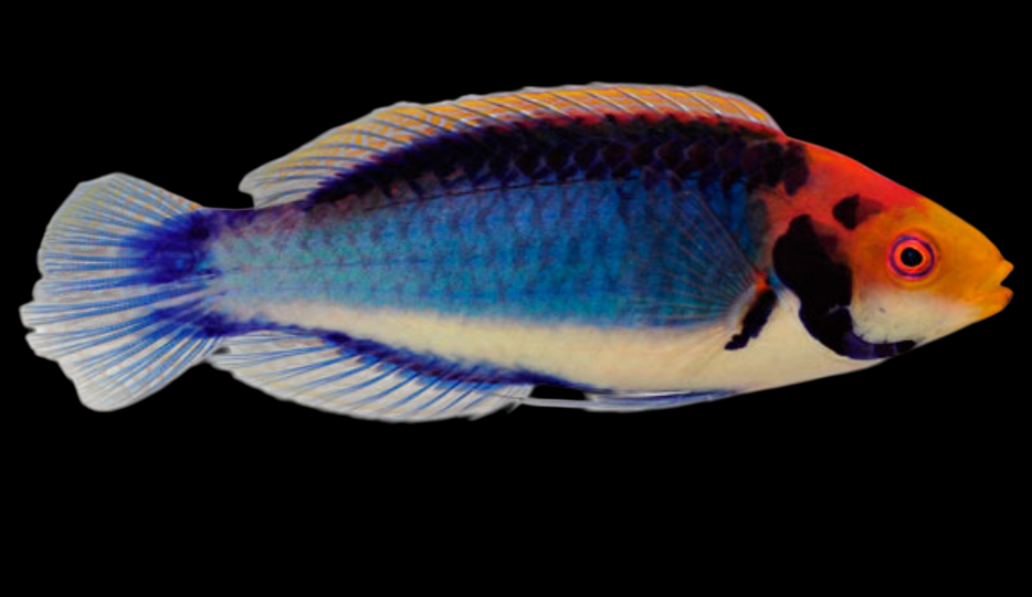 Red Head Solon Fairy Wrasse