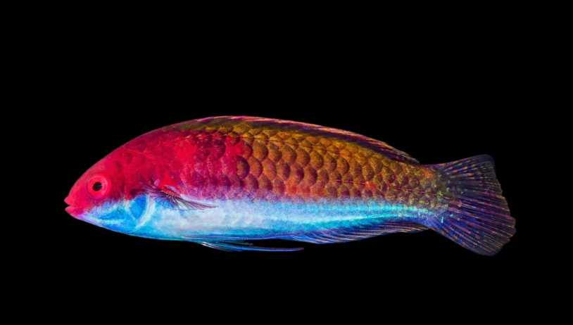 Ruby Head Fairy Wrasse