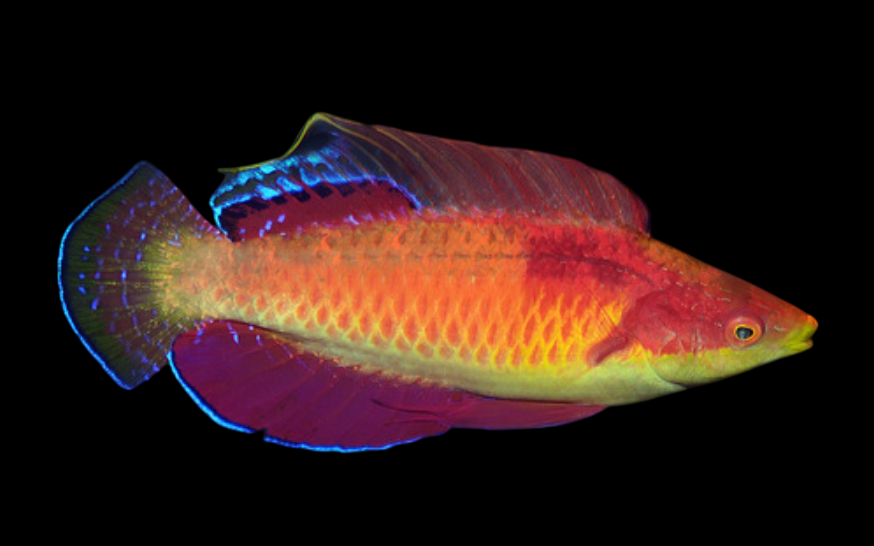 Tono's Fairy Wrasse