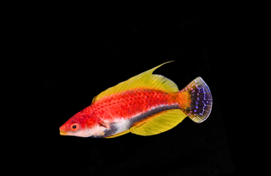 Whip Fin Fairy Wrasse
