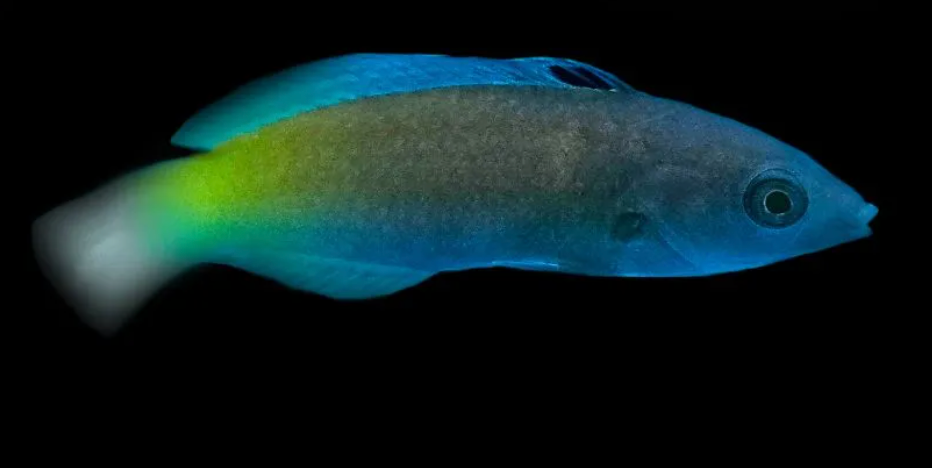 Two Tone Wrasse