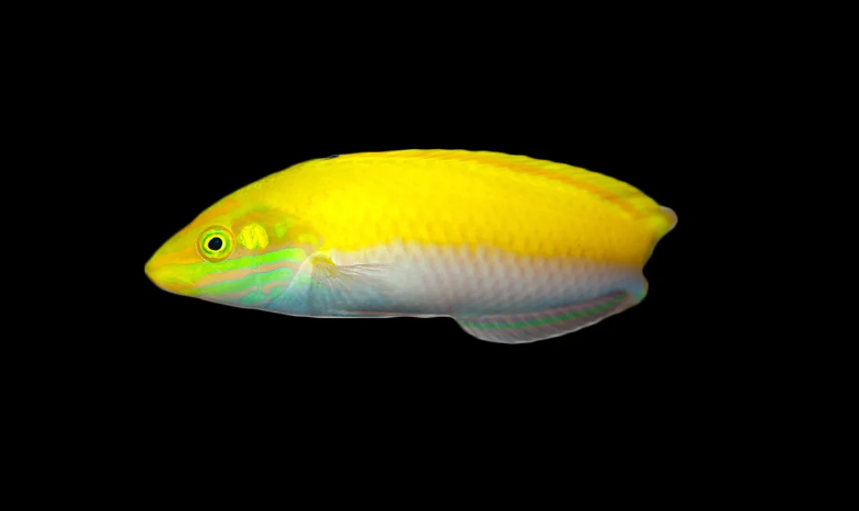 Canarytop Wrasse