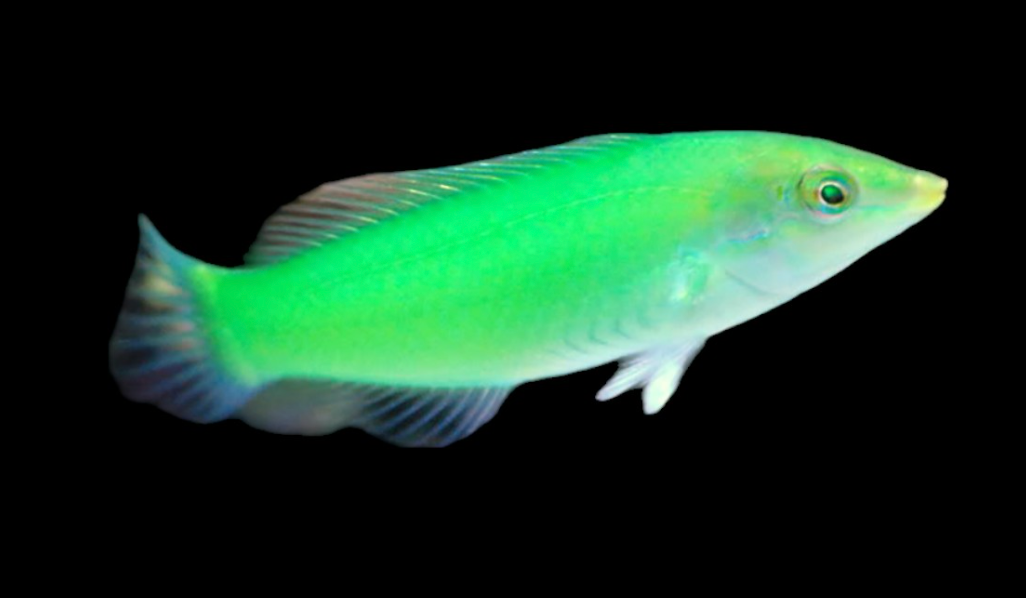 Green Coris Wrasse