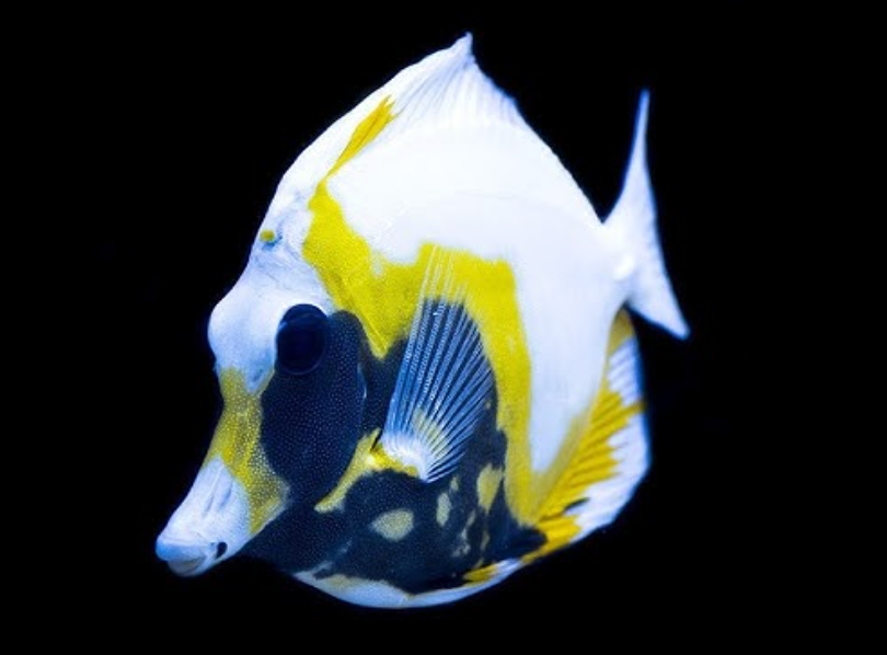 Abberant Koi Tang