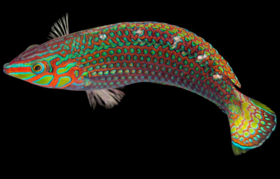 Peacock/Argus Wrasse