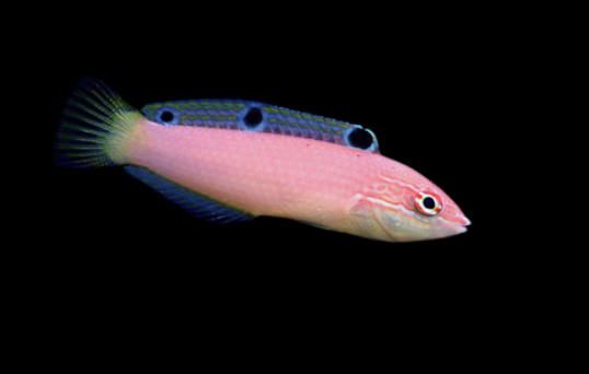 Triplespot Wrasse