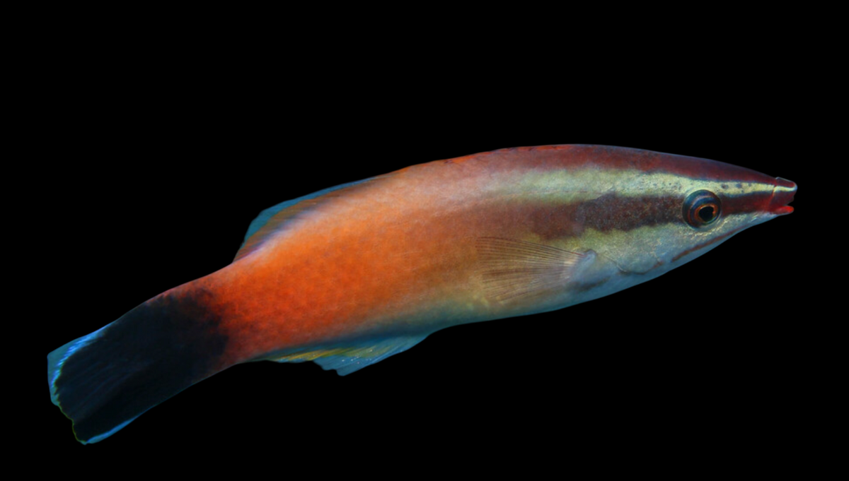 Red-lip Cleaner Wrasse