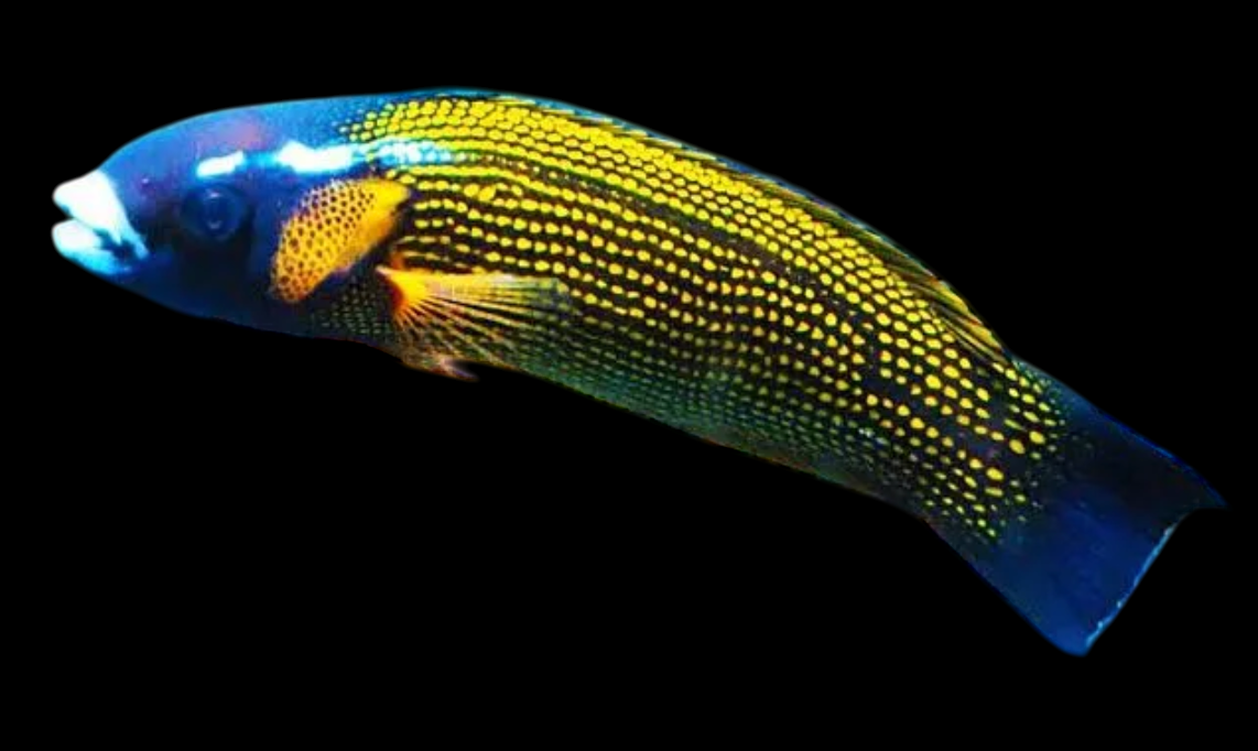 Goldflake Wrasse