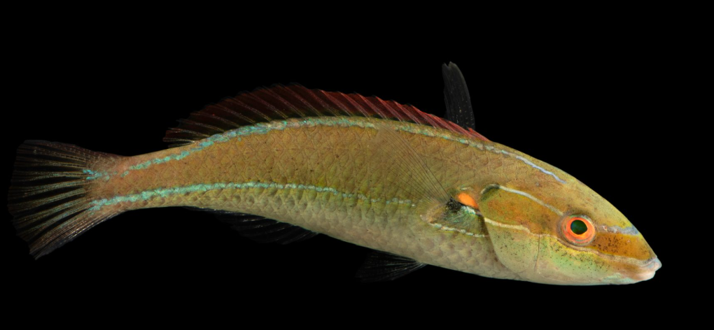 Shoulder-Spot Wrasse