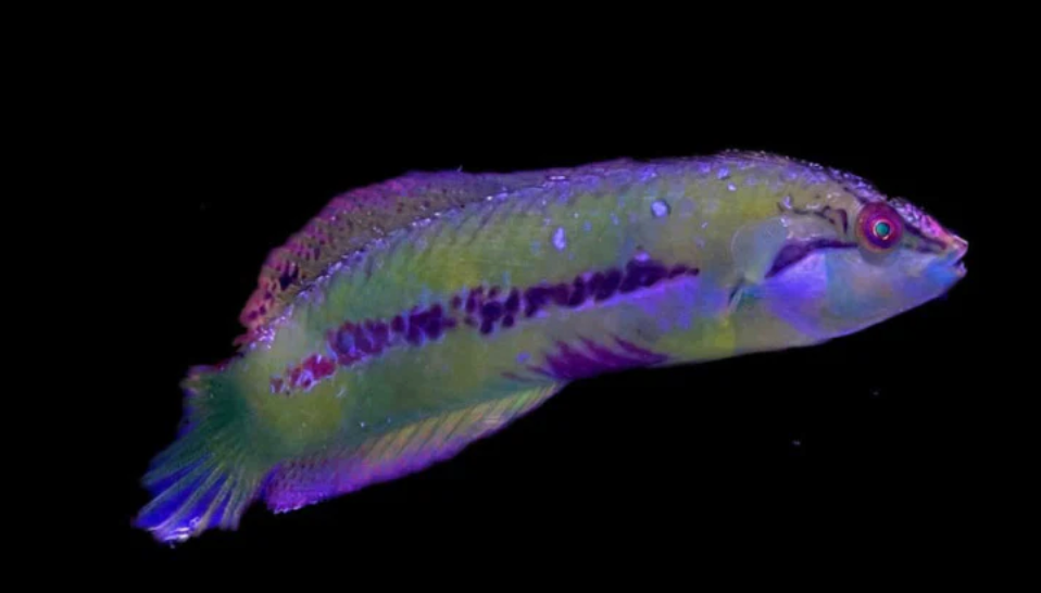 Sea Grass Wrasse