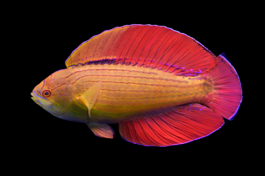 Red Sea Eight Line Flasher Wrasse