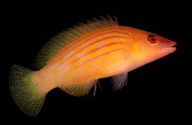 Eightline Wrasse
