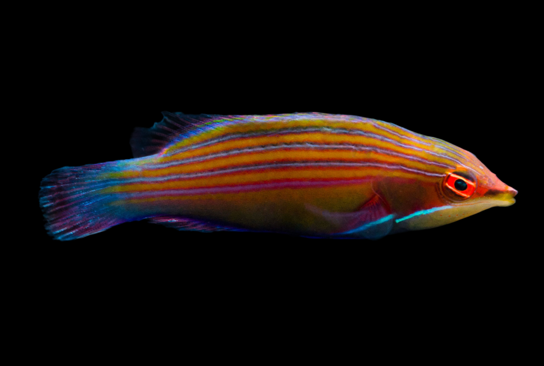 Fourline Wrasse